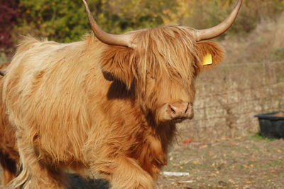 Close-up of a cow