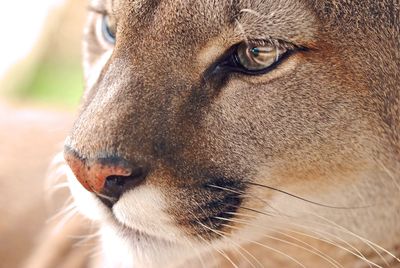 Close-up of a cat looking away