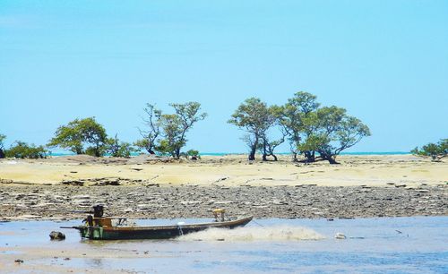 Trees on beach against clear blue sky