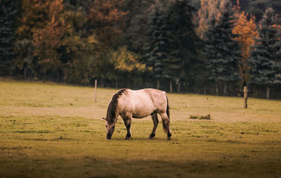 Horse grazing in a field