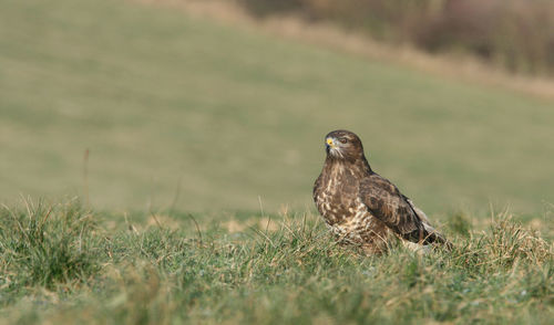 Bird perching on a field