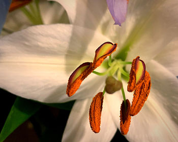Close-up of orange lily on plant