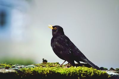 Close-up of bird perching on rock