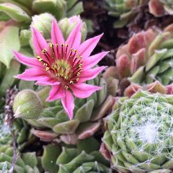 Close-up of pink flowers