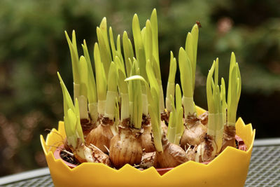 Close-up of yellow flowering plant
