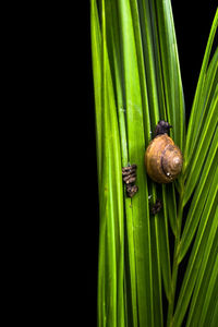 Close-up of snail on leaves against black background
