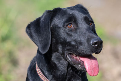 Head shot of a 10 month old black labrador puppy