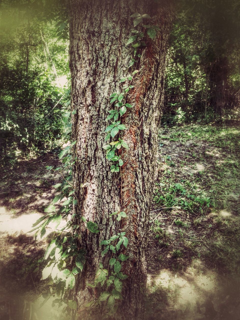 tree, tree trunk, growth, green color, tranquility, nature, forest, plant, branch, sunlight, beauty in nature, day, tranquil scene, outdoors, no people, growing, grass, woodland, wood - material, auto post production filter