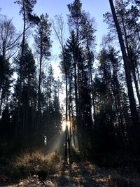 Trees against sky