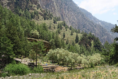 Pine trees in forest