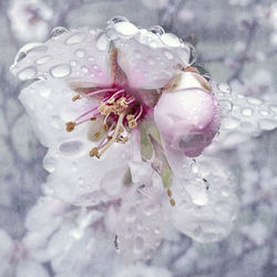 Close-up of water drops on flower