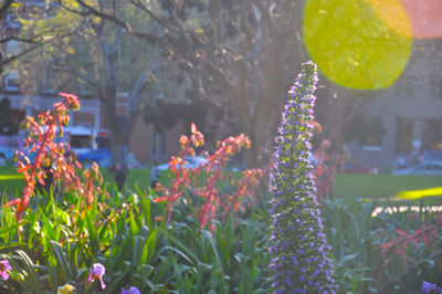 Close-up of multi colored flowers blooming outdoors
