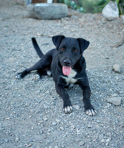 Portrait of black dog