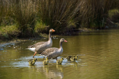 Two geese and their goslings on the island of brownsea in dorset