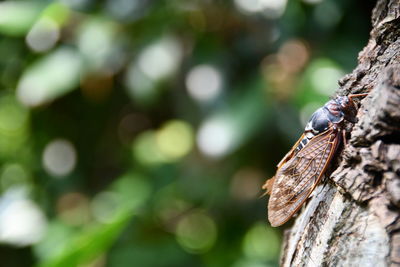 Close-up of insect on tree trunk