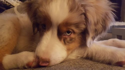 Close-up portrait of dog relaxing at home