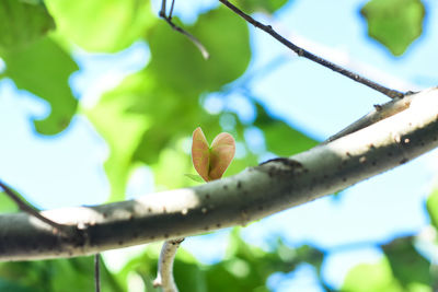 Close-up of flowering plant