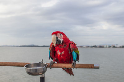 Close-up of parrot perching on a bird