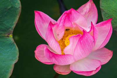 Close-up of pink lotus water lily