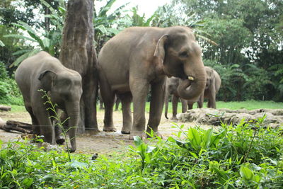 View of elephant in the forest
