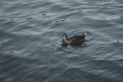 Duck swimming in lake