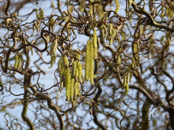 Low angle view of branch