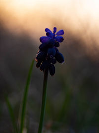 Close-up of purple flowering plant