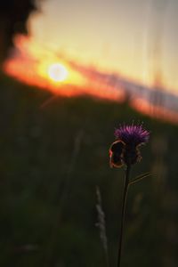 Close-up of thistle blooming on field against sky during sunset