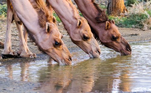 Low section of horse drinking water