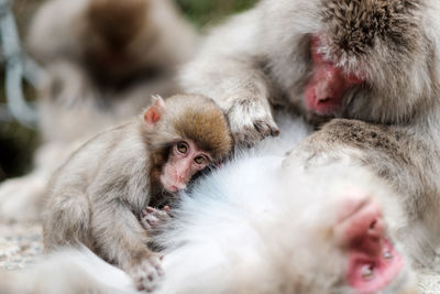 Close-up of a monkey