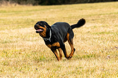 Dogs running on field