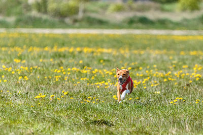 Lioness running on grassy field