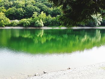 Scenic view of lake in forest