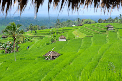 paddy field