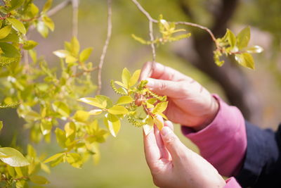 Close-up of hand holding flowering plant