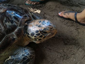 Low section of person with turtle in water