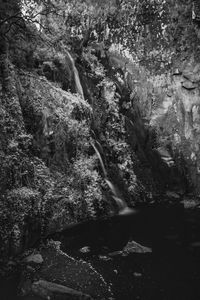 Trees growing by rocks in forest