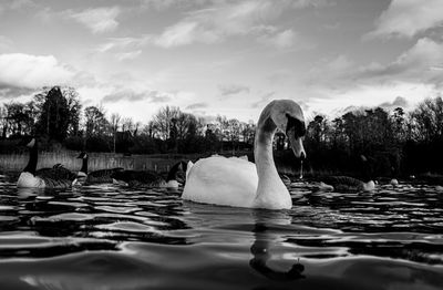 Black and white monochrome mute swan swans pair low-level water side view macro animal background