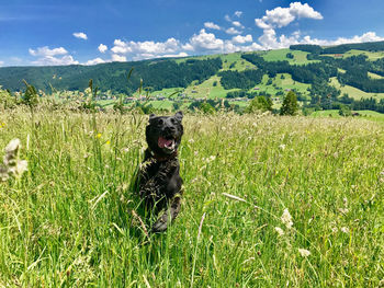 Dog sitting on field against sky