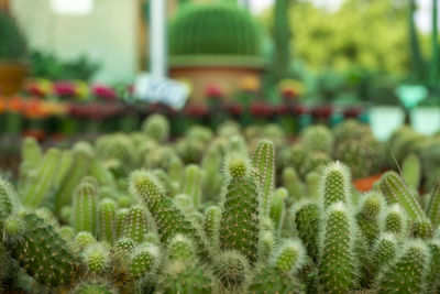 Group of cactus  plant