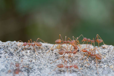 Close-up of ant on rock