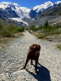 Dog standing on mountain