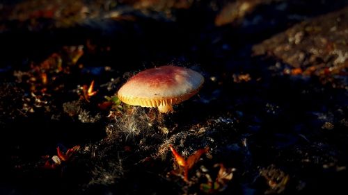 Close-up of fly on mushroom