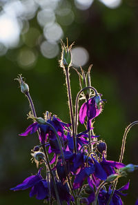 Close-up of purple flowers