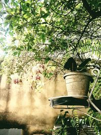 Flower tree in garden