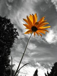 Low angle view of tree against cloudy sky