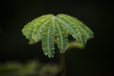 Close-up of fern leaves against black background