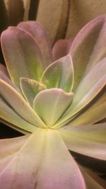 Close-up of cactus flower