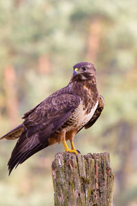 Buzzard sitting on rotten oak pole on meadow