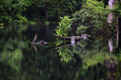 Bird flying over lake